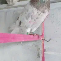 سه تا کبوتر همه چی تموم با ضمانت کتبی