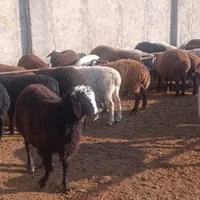 فروش گوسفند.میش بره نر قوچ|حیوانات مزرعه|کرج, کمال‌شهر|دیوار