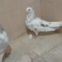 کبوتر|پرنده|شادگان, |دیوار