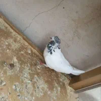 همه کبوتر ها سالم ب شرط|پرنده|پلدختر, |دیوار