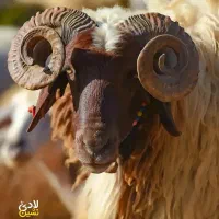 دام زنده|حیوانات مزرعه|تهران, بهارستان|دیوار