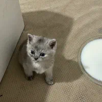 گربه بریتیش