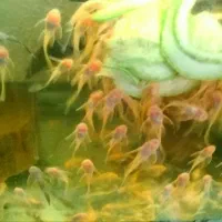 کت پوزه بوته ای سوپر باله|ماهی|مشهد, رده|دیوار