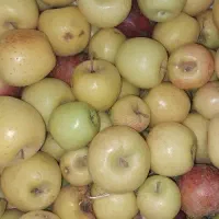 معاوضه سیب زیر درختی با جو