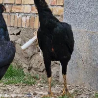 خروس لاری مشکی طلایی