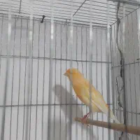 قناری نر سرخ برفکی