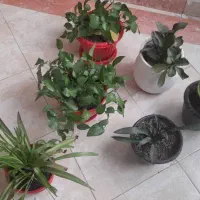 گل تازه|گل و گیاه طبیعی|تهران, قیام|دیوار
