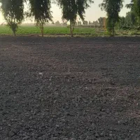 درخت کلاتوس