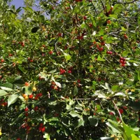 زمین وباغ سراب فش