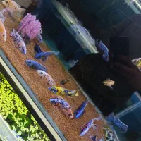 سیچیلاید آفریقای سایز ۸تا۹سانت