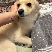 واگذاری سگ پامر اشپیتز