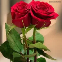 واگذاری امتیاز۲خط تلفن ثابت رند