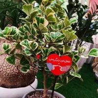 گل و گیاهان آپارتمانی|گل و گیاه طبیعی|شاهین‌شهر, شهرک ردانی پور|دیوار