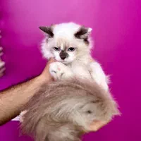 گربه رگدال|گربه|تهران, چیتگر شمالی|دیوار