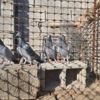 جوجه پلاکی خاص