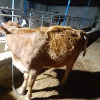 سلام یک گوساله ماده چاق سرحال فروش فوری