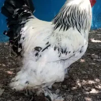 تخم مرغ برهما لایت اورجینال