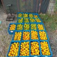 خریدار نارنج و افشره|خدمات باغبانی و درختکاری|رودسر, |دیوار