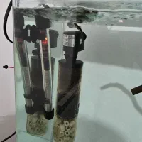 ماهی فیلترلیوانی و غذا گوشت خار