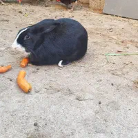 فروش خرگوش|موش و خرگوش|بندر گناوه, |دیوار