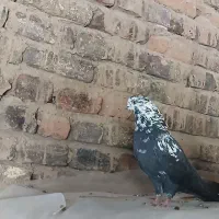 زاغ کله سفید سرول نر