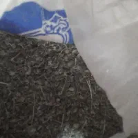 آویشن|گل و گیاه طبیعی|داراب, |دیوار