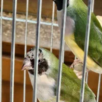 فنچ گلدین نرو و ماده|پرنده|تهران, دروازه شمیران|دیوار