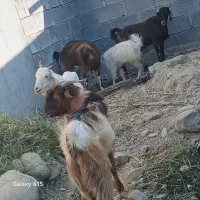 بز کهر رودان|حیوانات مزرعه|رودان, |دیوار