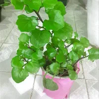 گل های زیبا