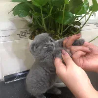 اسکاتیش دختر|گربه|تهران, دردشت|دیوار