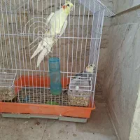 عروس هلندی