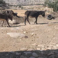 الاغ ماده با کُره ماده..