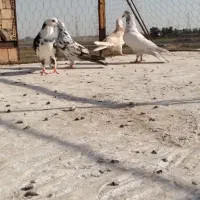 ۴عددکبوتر تهرانی خوب