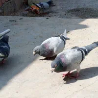 کبوتر|پرنده|زاهدان, |دیوار