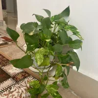 فروش گل آپارتمانی با گلدان|گل و گیاه طبیعی|رشت, فلسطین|دیوار