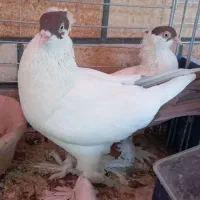 کبوتر امپراتور