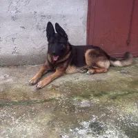 سگ ژرمن|سگ|رشت, پسیخان|دیوار