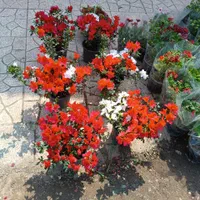 خدمات تخصصی باغبانی در محل شما|خدمات باغبانی و درختکاری|تهران, مرزداران|دیوار