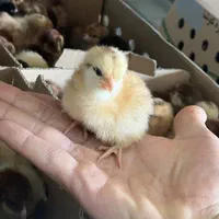 جوجه،مرغ محلی،دان و لوازم مرغداری(جوجه سرا)