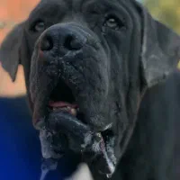 نر کن کورسو بلو برای ج ف ت