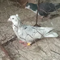 کفتر پرشی|پرنده|اسفراین, |دیوار