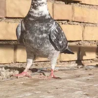 کفتر