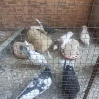 کفتر|پرنده|سیرجان, |دیوار