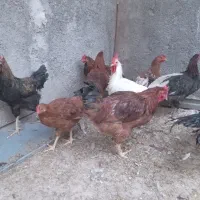 خروس|حیوانات مزرعه|سرپل ذهاب, |دیوار