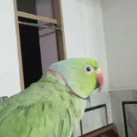 طوطی ملنگو نر|پرنده|زابل, |دیوار