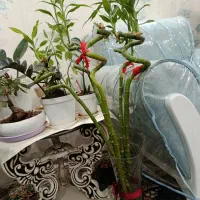 گل طبیعی|گل و گیاه طبیعی|فولادشهر, B5|دیوار