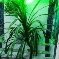 گل پاندانوس زیبا با ۲۰ پاجوش