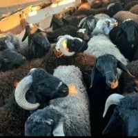 گوسفند زنده پرواری نصف‌ونصف گوشت میده|حیوانات مزرعه|قم, الغدیر|دیوار