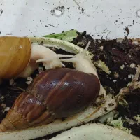 حلزون آچاتینا