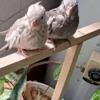 عروس هلندی وایتفیس